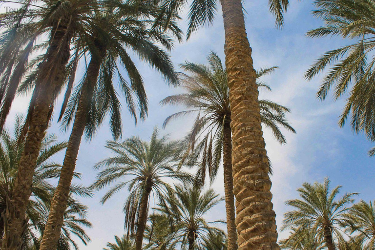 From Djerba: Oasis, Sunset in the Desert Dunes & Dinner in a 4x4 From Djerba: Oasis, sunset in the desert dunes & dinner in a 4x4