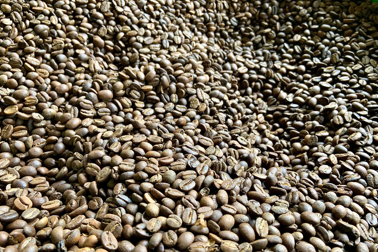 Minca: Varietals Coffee Taste & Marinka Waterfall