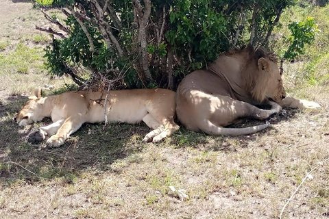 Safari de 3 días y 2 noches por Amboseli.Excursión de safari de 3 días y 2 noches a Amboseli.