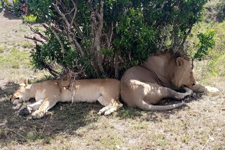 Safari de 3 días y 2 noches por Amboseli.Excursión de safari de 3 días y 2 noches a Amboseli.