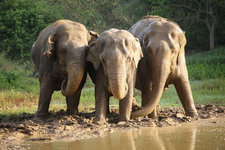 Von Delhi aus: Sonnenaufgang Taj Mahal Tour mit ElefantenschutzNur Auto + Reiseführer