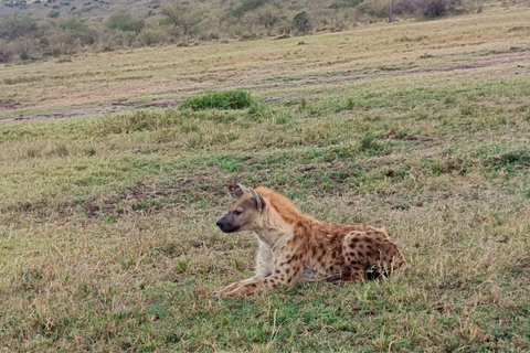 Nairobi: Maasai Mara National Reserve Day Trip