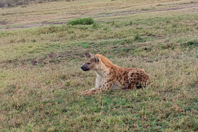 Nairobi: Maasai Mara National Reserve Day Trip