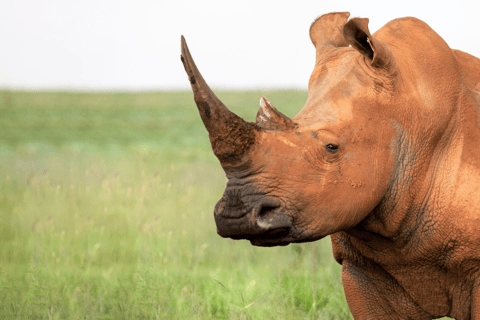 Tanzanie : 8 jours de safari avec hébergement