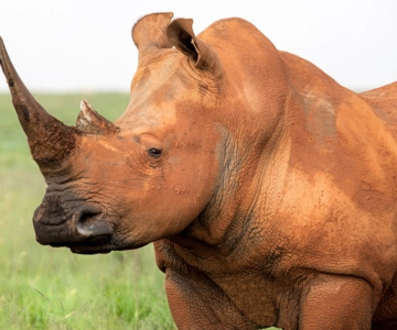 Tanzania: 8-Day Safari Tour with Accommodation