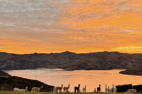 Canterbury: Shamarra Alpacas Farm Tour