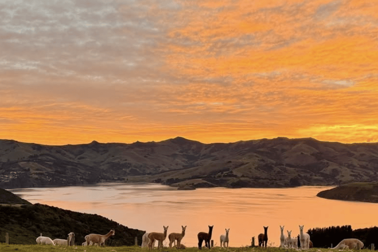 Canterbury: Shamarra Alpacas Farm Tour