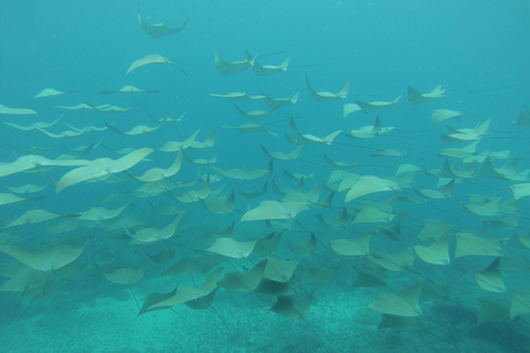 Uvita: Caño Island &amp; Corcovado National Park Combo Tour