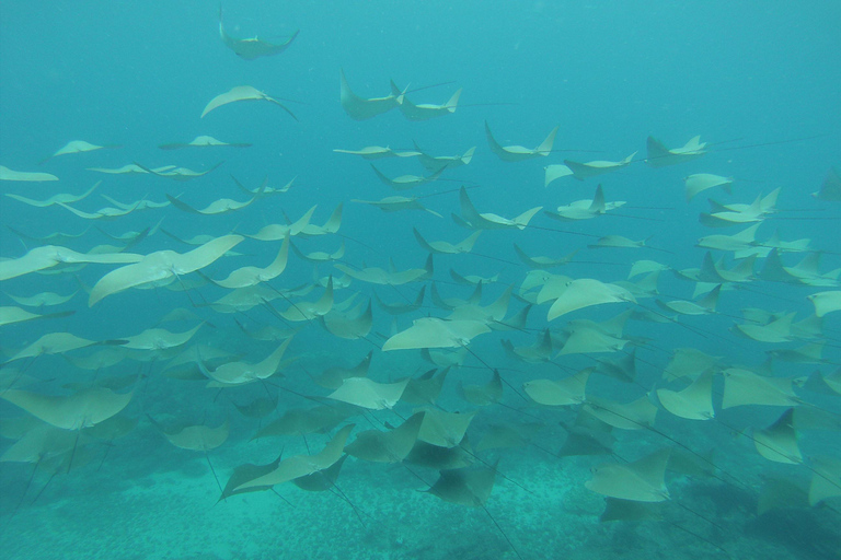 Uvita: Caño Island &amp; Corcovado National Park Combo Tour
