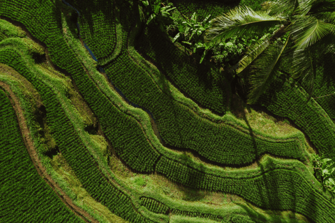 Ubud: Monkey Forest, Waterfall, and Rice Terrace Tour Private Tour Includes Entry Tickets