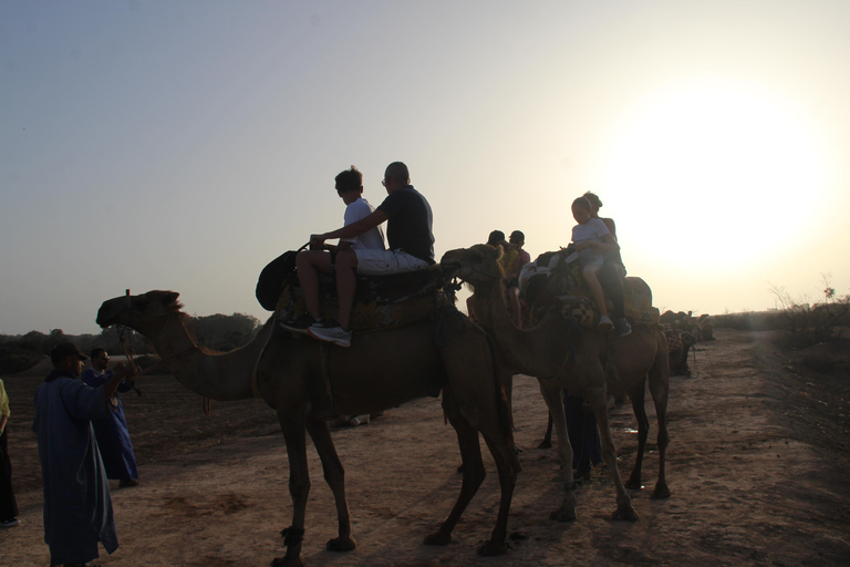 Agadir : balade à dos de chameau ou à cheval au coucher du soleil avec dîner barbecueAgadir : Balade au coucher du soleil à dos de chameau ou à cheval avec dîner barbecue