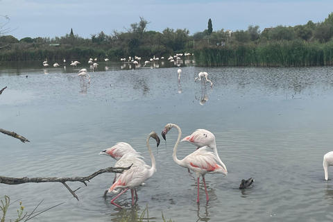 Camargue - Pink Flamingo Day, Wine and Aigues-Mortes Camargue - Pink Flamingos, Wine, and Aigues-Mortes Day
