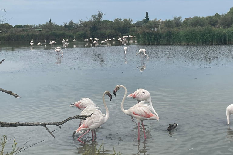 Camargue - Pink Flamingo Day, Wine and Aigues-Mortes Camargue - Pink Flamingos, Wine, and Aigues-Mortes Day