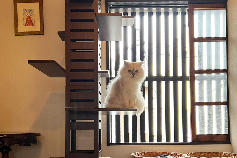 Kyoto:Ethical Cat Retreat & Matcha Whisking (Private/Shared) Shared 60 min (up to 6 guests) — Per person