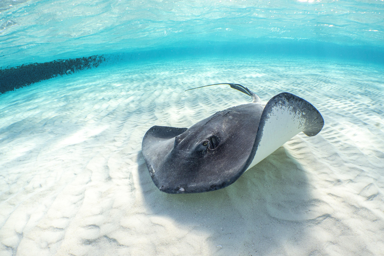 Akumal Reef & Turtle Swim Single Tour