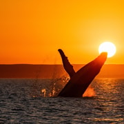 Exmouth: Sunset Whale Watching Cruise