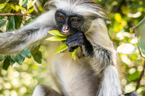 Zanzibar: Floresta de Jozani + excursão à Cidade de Pedra com traslado