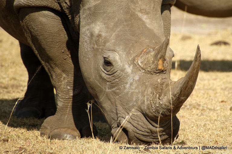 Livingstone: Mosi-oa-Tunya National Park Rhino Tracking Tour