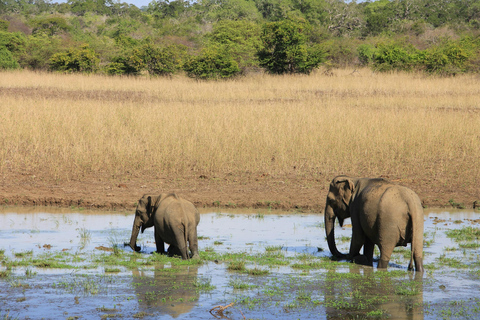 Sri Lanka:10-Day Surf Safari,Wildlife & Snorkeling Adventure