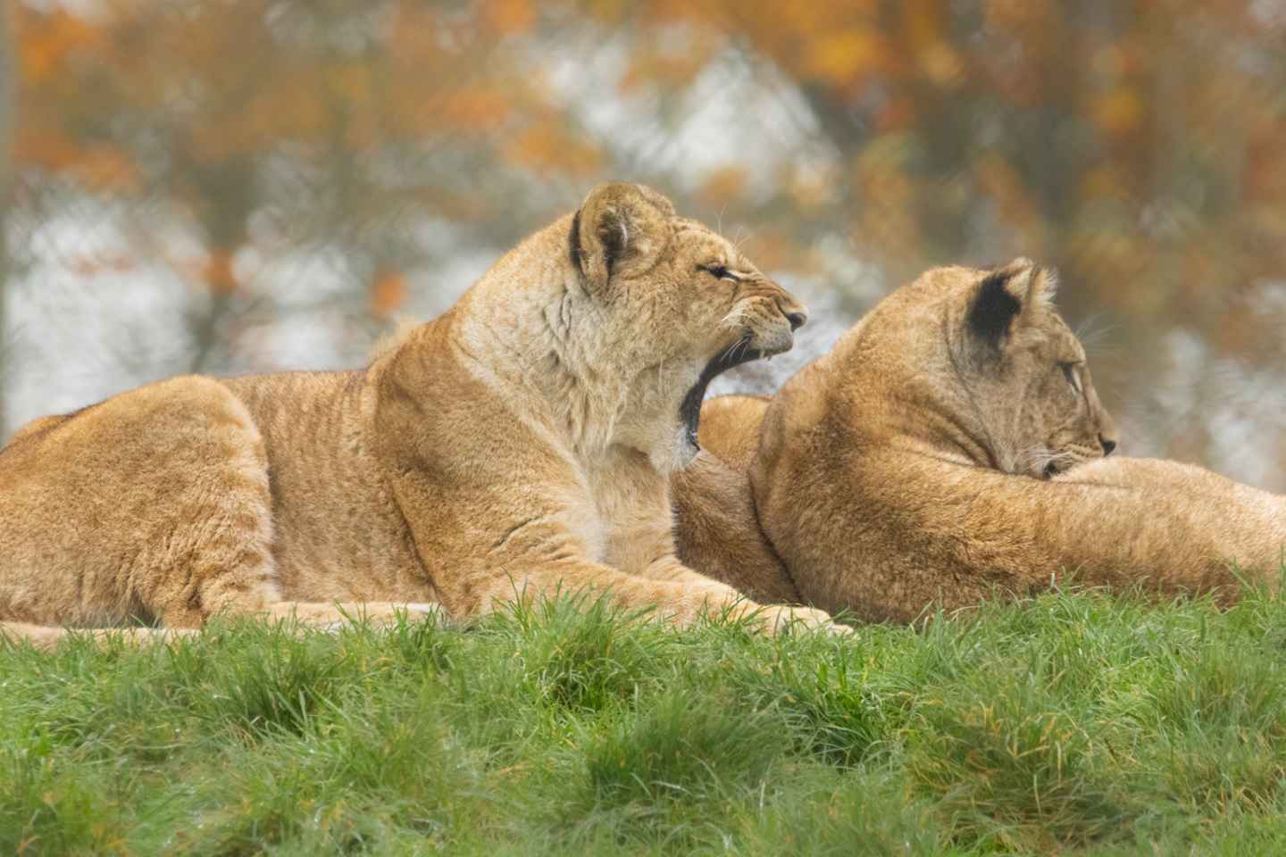 Dunstable: Entrada de un día completo al Zoológico de Whipsnade