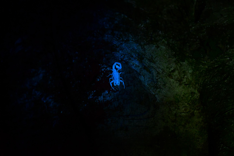 Monteverde: Private Nighttime Wildlife Tour