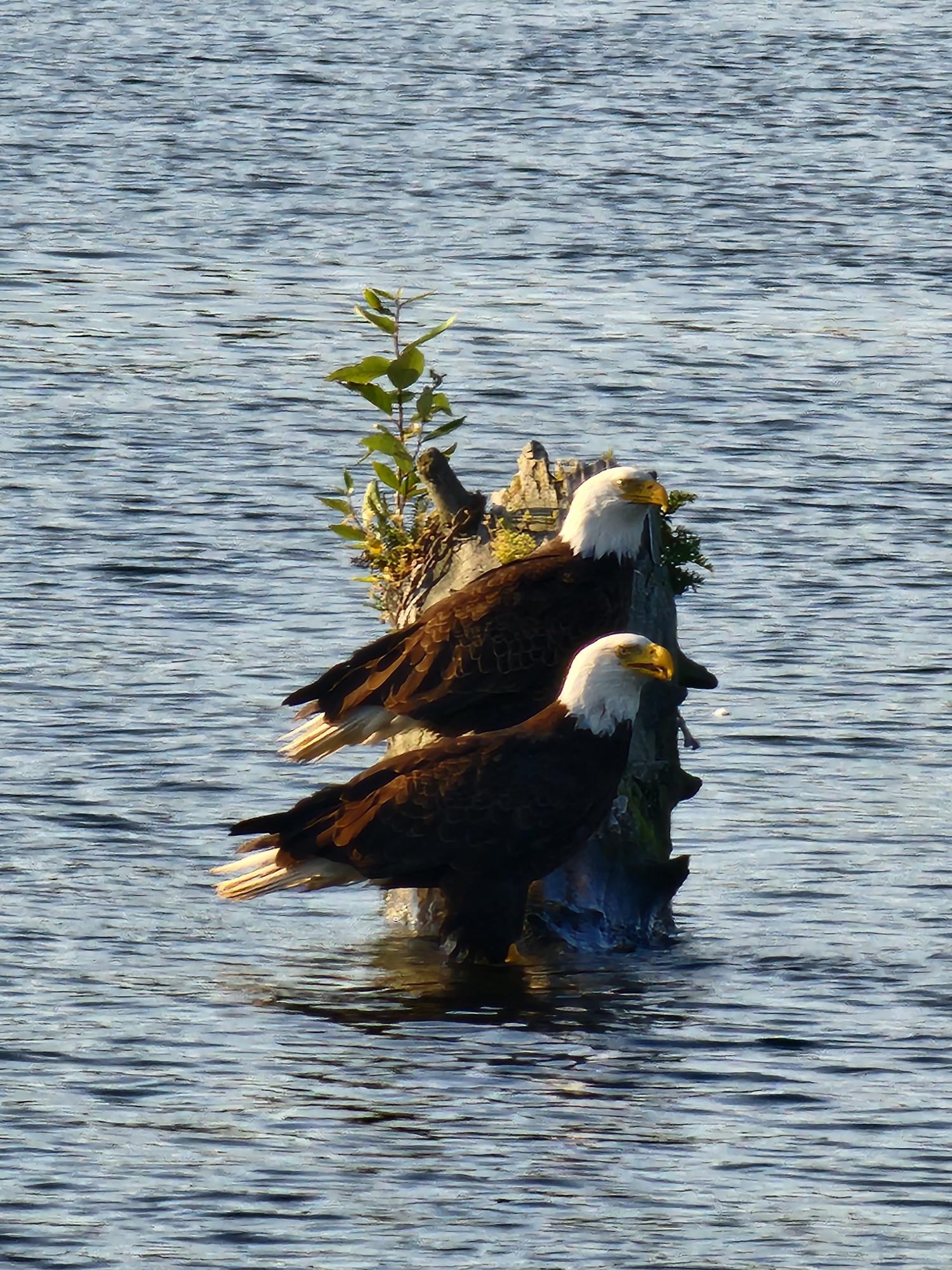 2-stündige Natur-Bootstour auf dem Willamette River