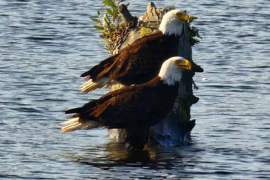 2-stündige Natur-Bootstour auf dem Willamette River. Foto: GetYourGuide 2-stündige Natur-Bootstour auf dem Willamette River. Foto: GetYourGuide