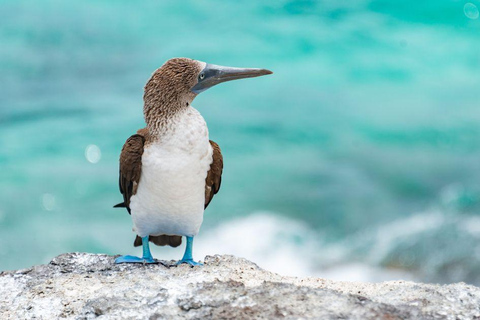San Cristóbal: 360° Sightseeing Tour with Snorkeling at Kicker Rock and Beaches. San Cristobal: 360 Sightseeing Tour with Snorkeling at Kicker Rock and Beaches.