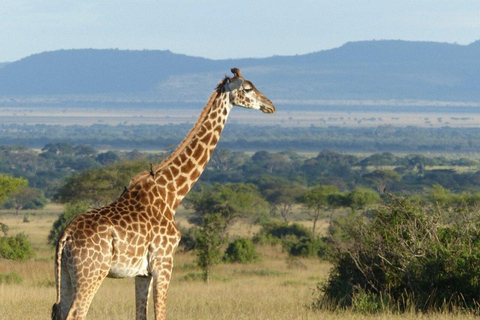 7 dagars safari i Serengeti nationalpark (All inclusive)