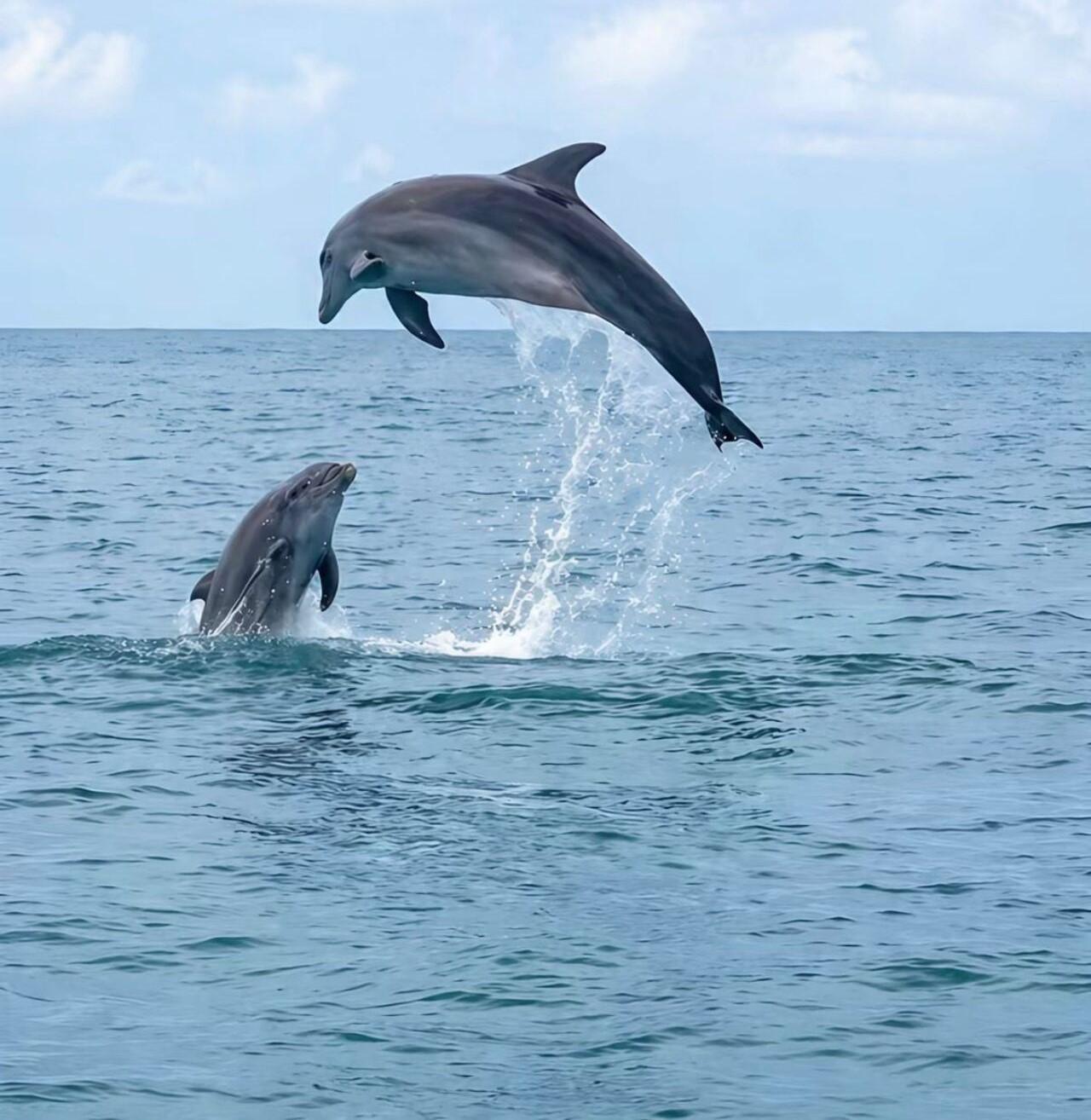 Djerba: Eine atemberaubende Bootsfahrt zu den Delfinen