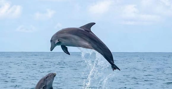 Djerba: Boat Trip in Search of Wild Dolphins