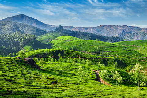 Cochin - Munnar Day Trip with Waterfalls and Tea Museum