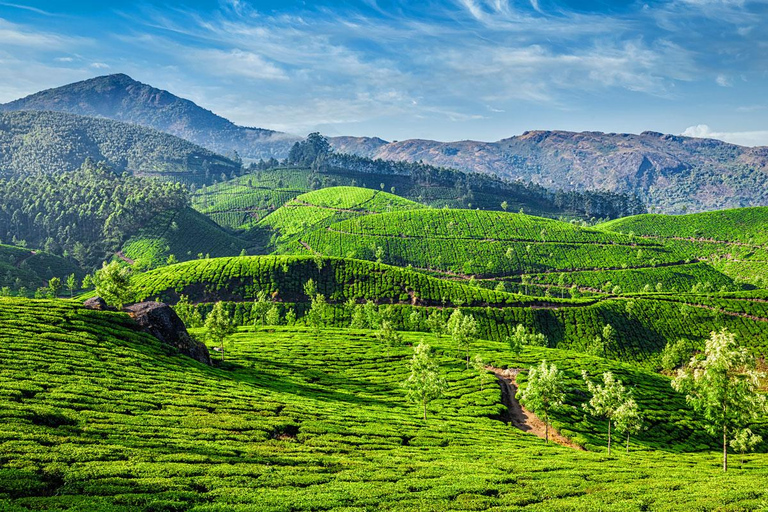 Cochin - Munnar Day Trip with Waterfalls and Tea Museum