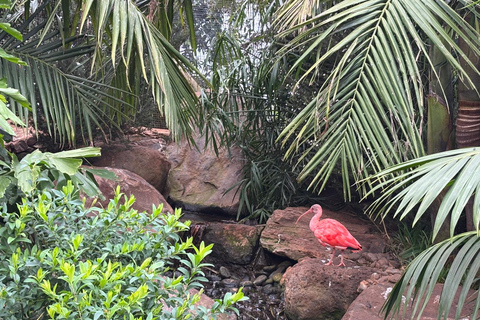 Madeira: Exotic Birds & Valleys 4x4 Safari with Local Guide Shared Exotic Birds & Valleys 4x4 Expedition Local Guide