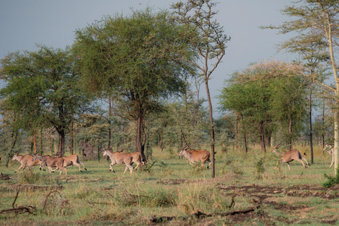 From Kampala: 3-Day Pian Upe Conservation Reserve Safari