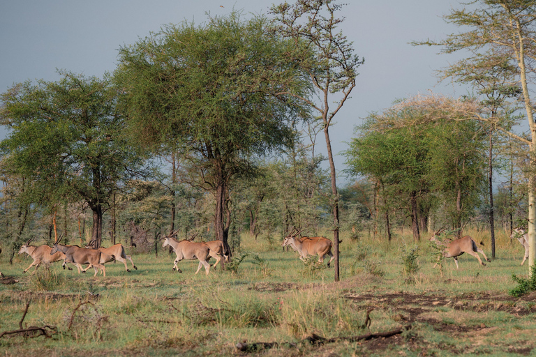 From Kampala: 3-Day Pian Upe Conservation Reserve Safari