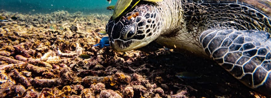 Ko Tao : Excursion matinale à l'oasis sereine de Ko Nangyuan par Oxygen