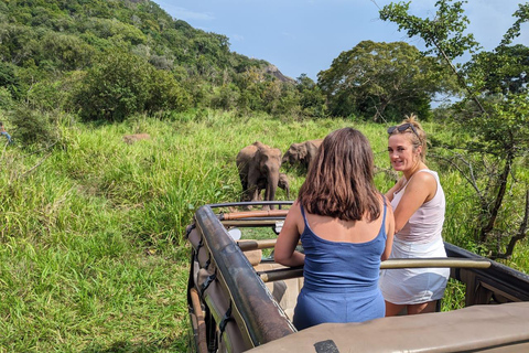Sigiriya: Minneriya Safari, Yapahuwa Rock & Colombo Drop-off Sigiriya: Minneriya Safari, Yapahuwa Rock & Negombo Drop-off