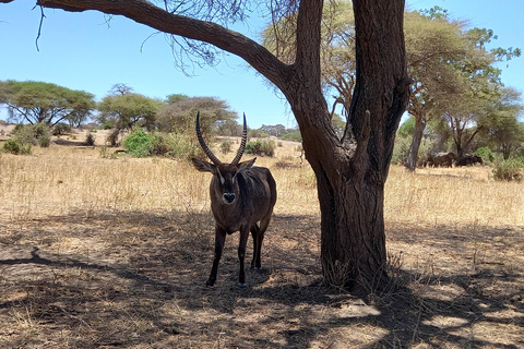 4 Tage Tarangire-, Ngorongoro- und Serengeti-Nationalpark