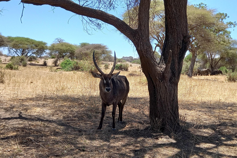 4 Tage Tarangire-, Ngorongoro- und Serengeti-Nationalpark