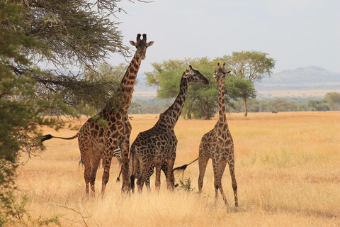 8-Day Group budget Safari Through Kenya and Tanzania