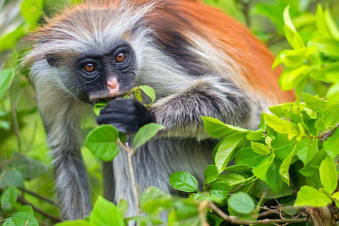 Zanzibar: Red Colobus monkeys & Sea Turtles Swim Guided Tour