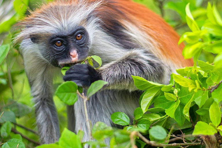 Zanzibar: Red Colobus monkeys & Sea Turtles Swim Guided Tour