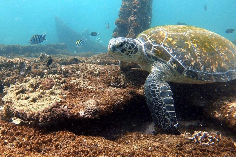 Salalah: Scuba Diving Discover Oman’s hidden underwater gems