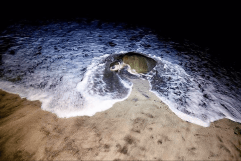 Boa Vista: Turtle Nesting Night Tour with Hotel Pickup