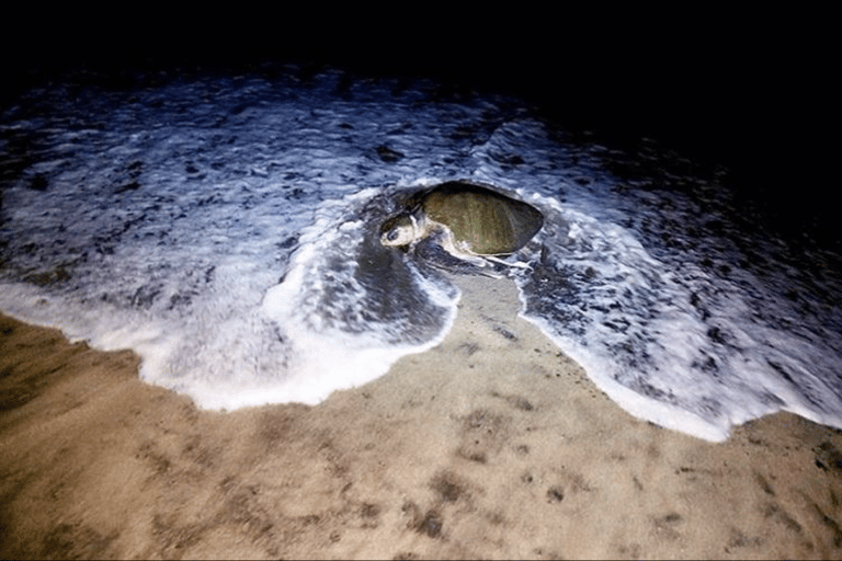 Boa Vista: Turtle Nesting Night Tour with Hotel Pickup