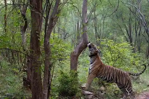 Safari nella natura di 2 giorni a Ranthambore e Sariska da Delhi