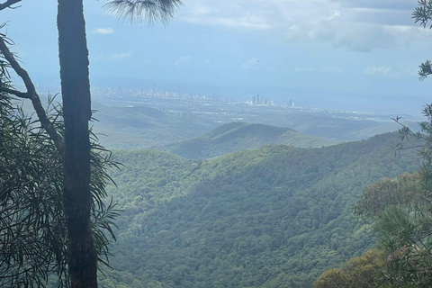 Gold Coast: Springbrook Waterfalls Private Tour