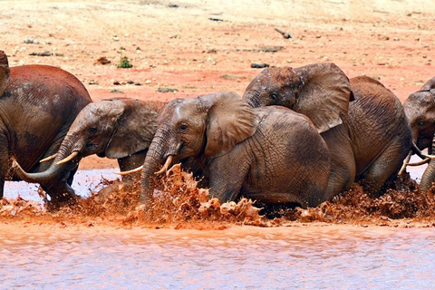 Safari de 4 jours en milieu de gamme Amboseli/Tsavo Ouest/Tsavo Est