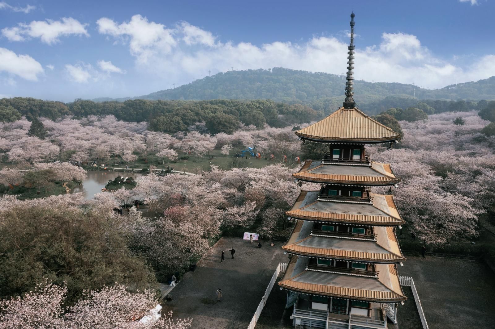 Erkunde den East Lake Cherry Blossom Garden mit einem Fotografen
